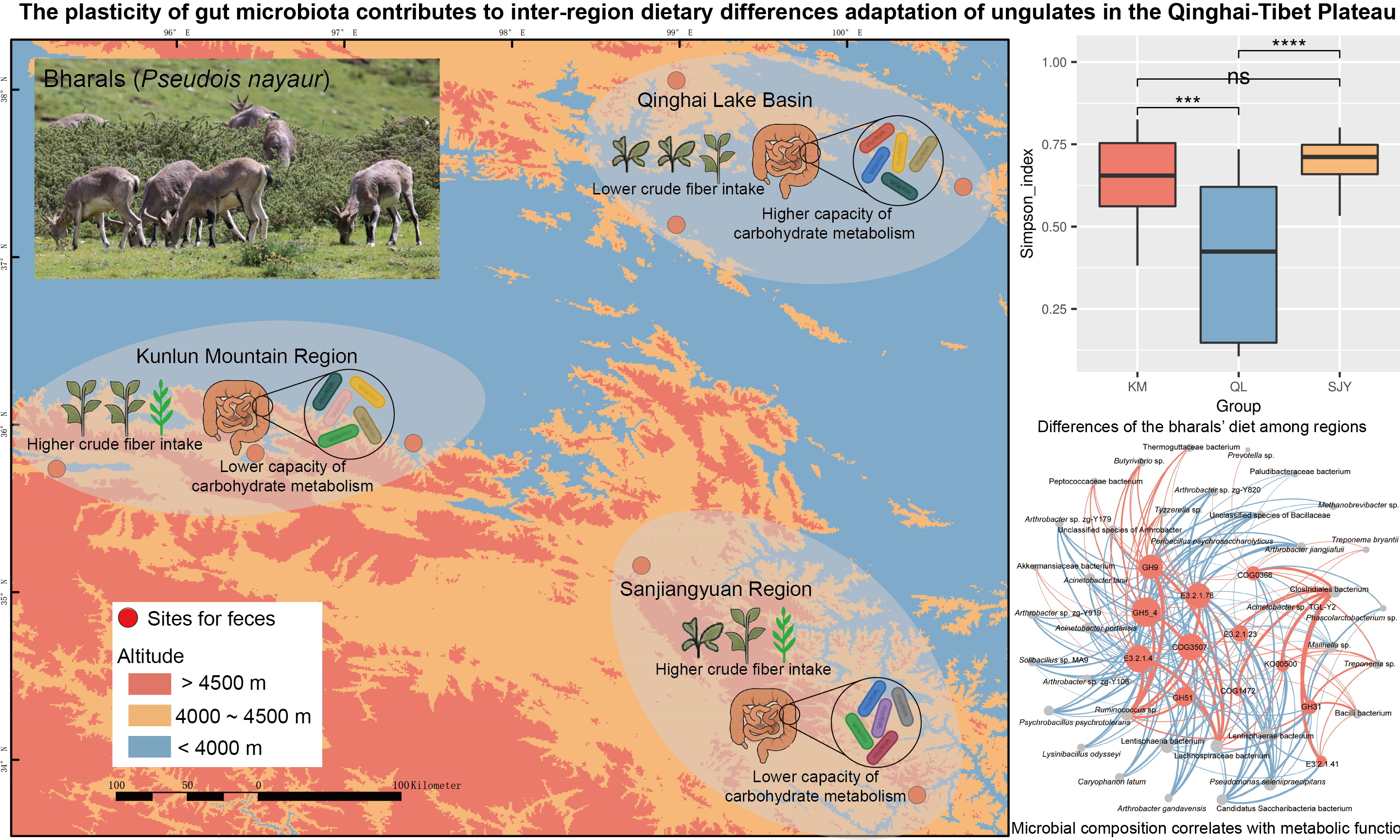 西北高原所研究发现肠道微生物可塑性驱动青藏高原岩羊跨区域食性适应的分子机制
